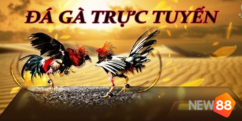 Lợi ích của kèo cá cược đá gà là gì?