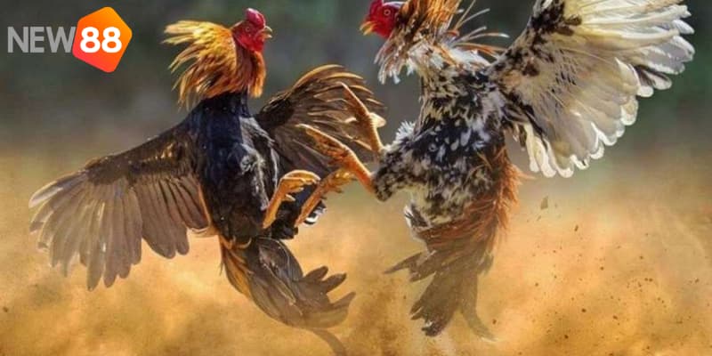Những kinh nghiệm cược đá gà hay nhất